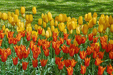 Image showing Red and Yellow Tulips