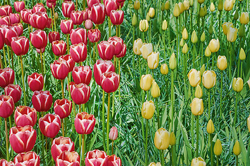 Image showing Red and Yellow Tulips