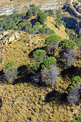 Image showing Pines of Aspromonte