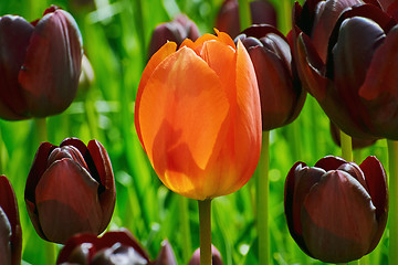 Image showing Red Flower of Tulip