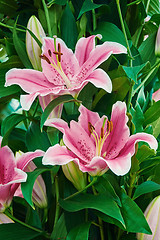 Image showing Pink Lilium Flowers