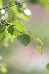 Image showing Pollen