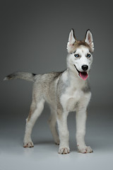 Image showing Cute husky puppy dog