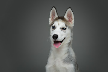 Image showing Cute husky puppy dog