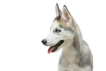 Image showing Cute husky puppy dog