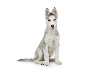 Image showing Cute husky puppy dog