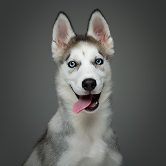 Image showing Cute husky puppy dog