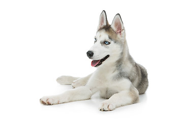 Image showing Cute husky puppy dog