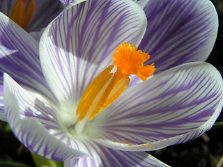 Image showing Crocus