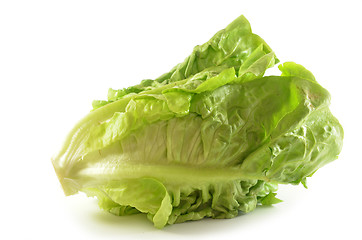 Image showing Romain lettuce isolated