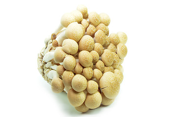 Image showing Fresh beech mushroom