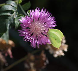 Image showing Gonepteryx rhamni