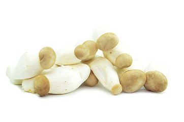 Image showing Organic baby king oyster mushrooms