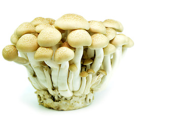 Image showing Fresh beech mushroom