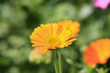 Image showing Calendula