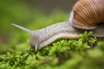 Image showing Helix pomatia also Roman snail, Burgundy snail