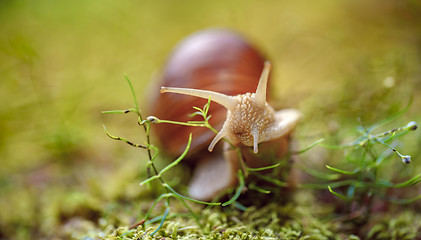 Image showing Helix pomatia also Roman snail, Burgundy snail