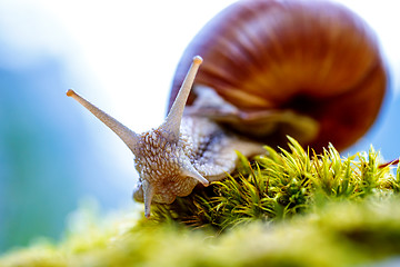 Image showing Helix pomatia also Roman snail, Burgundy snail