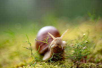 Image showing Helix pomatia also Roman snail, Burgundy snail