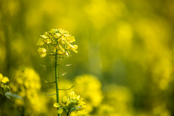 Image showing Mustard flowers. Mustard – mystical flower of happiness and he