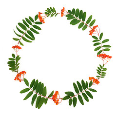 Image showing Rowan Ash Berry Wreath