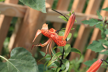 Image showing Tiger lily blossom