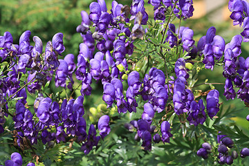 Image showing Aconitum