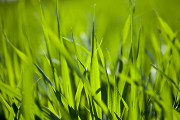 Image showing Field of green grass