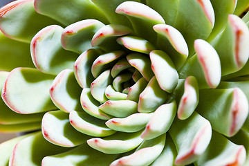 Image showing Succulent macro background.