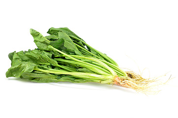 Image showing Fresh bunch of spinach