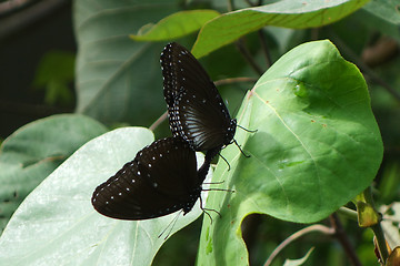 Image showing Coupling and mating of butterflies