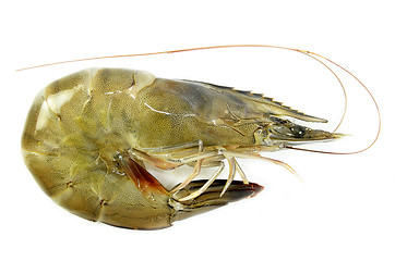 Image showing Raw fresh shrimp