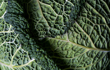 Image showing Detail of Savoy cabbage leaves