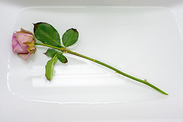 Image showing One pink rose in sink with water.