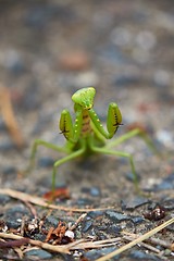 Image showing Japanese Giant Mantis