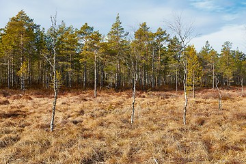 Image showing Swamps in Finland