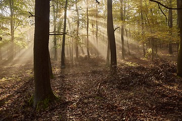 Image showing Forest with light rays