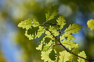 Image showing Green Leaves of Spring