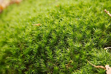 Image showing Moss layer closeup