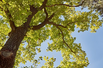 Image showing Spring Green Leaves