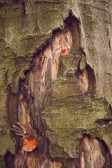 Image showing Tree Trunk Closeup