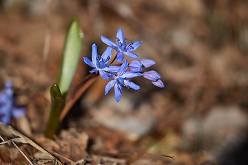 Image showing Small blue Scilla flowers in spring