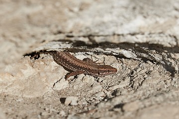 Image showing Lizard on a cliff