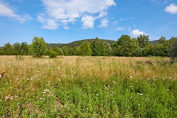 Image showing Meadow in summer with plants growing