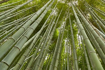 Image showing Tall Bamboo Plants