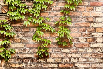 Image showing Ivy on a wall