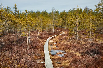 Image showing Swamps in Finland