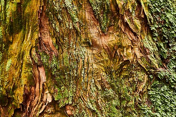 Image showing Tree Trunk Closeup