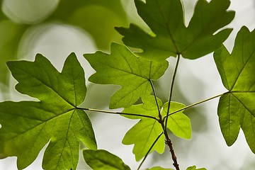 Image showing Green Leaves Background