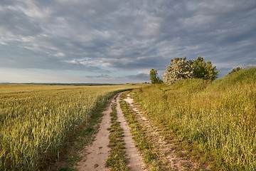 Image showing Agricultural field in summer sunlight